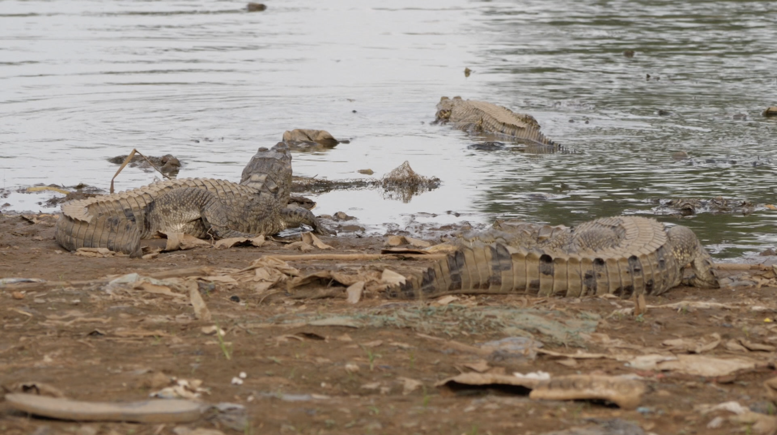 Crocodiles Sacrés